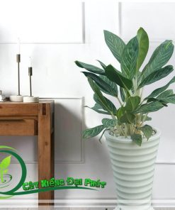 cây bạch mã hoàng tử để trong phòng làm việc