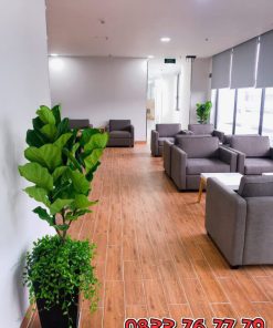 Cây Bàng Singapore Mang Cả Thiên Nhiên Vào Không Gian Sống