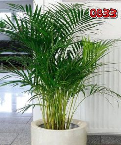 Cây Cau Hawai: Sự Lựa Chọn Hoàn Hảo Cho Không Gian Xanh