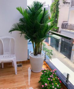 Cây Cau Vàng - Loại Cây Cảnh Tuyệt Vời Cho Không Gian Sống