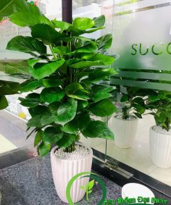 Cây văn phòng - chầu bà leo cột