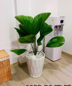 Cây Cọ Nhật: Biểu Tượng Của Sự Trường Tồn Và Phát Triển