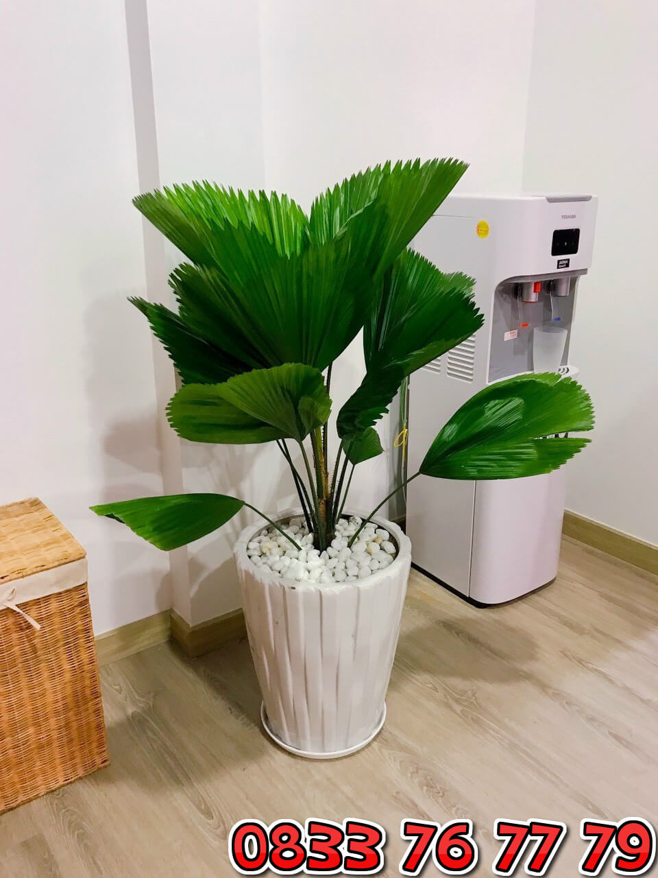 cây cọ nhật