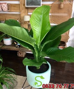 Cây Đại Phú Gia Đẹp Giá Rẻ