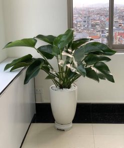 Mua cây Đế vương xanh ở đâu? Giá tốt, giao hàng nhanh