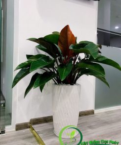 Chậu Cây Trầu Bà Đế Vương Đỏ