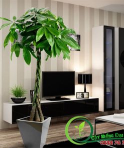 Chậu Cây Kim Ngân Đẹp Sang Trọng