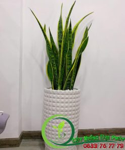 Cây Lưỡi Hổ Vàng: Cải thiện phong thủy, mang lại bình an