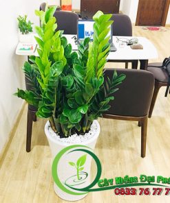 Cây Kim Tiền: Bí Quyết Phong Thủy Cho Tài Lộc Dồi Dào