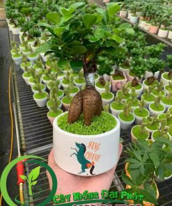 Chậu Cây Si Nhật Để Bàn
