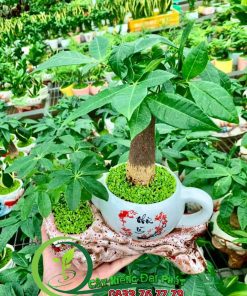 Kim Ngân Tiểu Cảnh Để Bàn Siêu Xinh