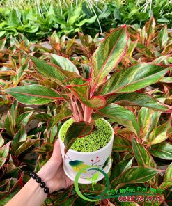 Chậu Phú Quý Để Bàn Sang Chảnh