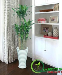 Chậu Thiết Mộc Lan | Phát Tài Khúc