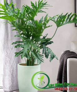 Trầu Bà Thanh Xuân - Giải Pháp Lọc Không Khí Hiệu Quả