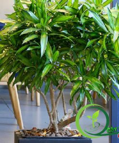 Chậu Trúc Bách Hợp Sang Trọng Giá Rẻ