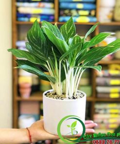 Chậu Bạch Mã Hoàng Tử Để Bàn Siêu Xinh