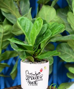 Cây Bàng Singapore Để Bàn