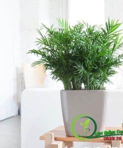 Cây Cau Tiểu Trâm Để Bàn Phong Thuỷ