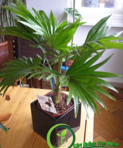 Cây Cọ Ta Để Bàn