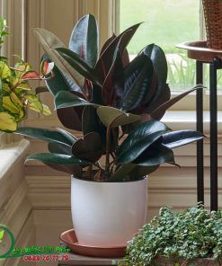 Chậu Đa Búp Đỏ Để Bàn Siêu Đẹp