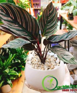 Chậu Cây Đuôi Công Tím Để Bàn Đẹp Giá Rẻ