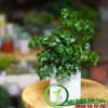 Chậu Cây Hạnh Phúc Để Bàn