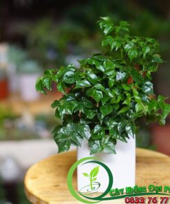 Chậu Cây Hạnh Phúc Để Bàn