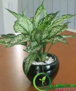 Cây Ngọc Ngân Để Bàn Siêu Xinh