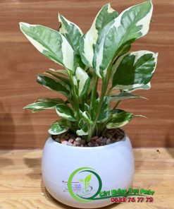 Chậu Cây Trầu Bà Cẩm Thạch Để Bàn