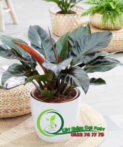 Chậu Cây Trầu Bà Đế Vương Đỏ Để Bàn