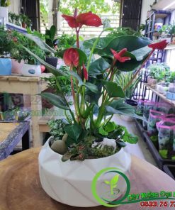 Chậu Cây Hồng Môn Để Bàn