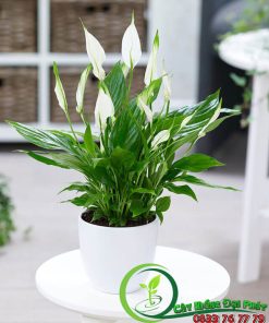 Chậu Cây Lan Ý Thái Siêu Đẹp Để Bàn