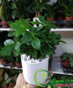 Chậu Cây Ngũ Gia Bì Để Bàn