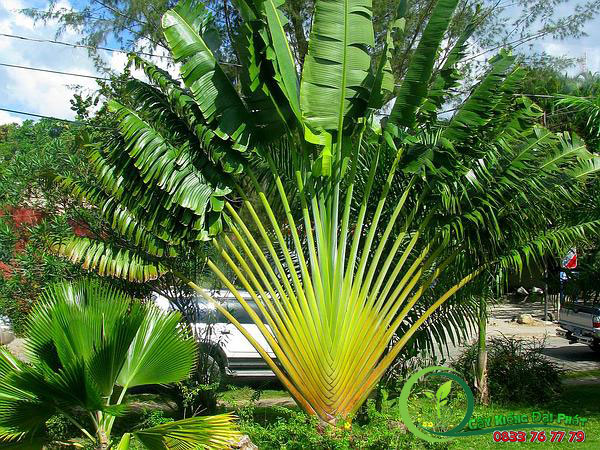 cây trồng sân vườn