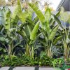 cây trồng sân vườn - chuối rẻ quạt