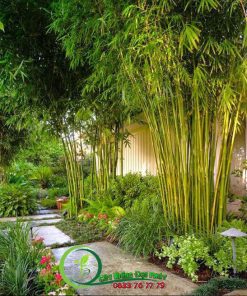 Cây Trúc Cần Câu