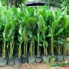 Cây Chuối Pháo | Chuối Phượng Hoàng
