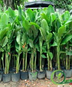 Cây Chuối Pháo | Chuối Phượng Hoàng