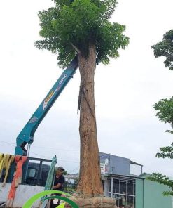 cây giáng hương được cẩu cho khách