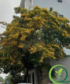 mua cây giáng hương