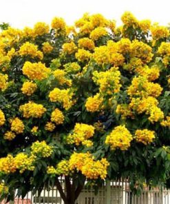 Cây giáng hương ra hoa vàng rực rỡ