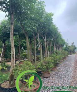 các cây giáng hương được dâm tại vựa