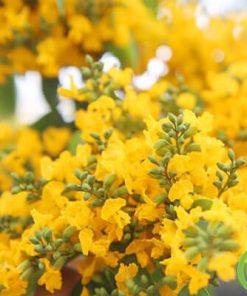 hoa cây giáng hương chụp cận cảnh