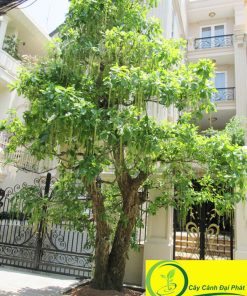 Cây lộc vừng trồng tại biệt thự cho khách