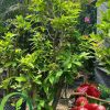 Bán cây mận an phước tại tphcm