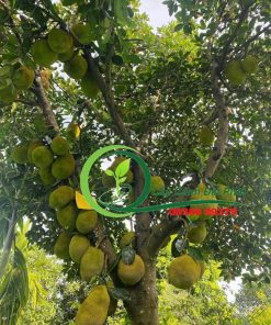 Bán cây mít siêu trái tại tphcm