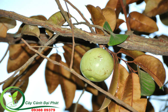 cây vú sữa - cay ăn trai tại tphcm