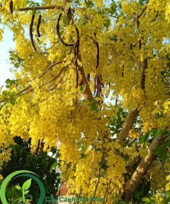 Hoa osaka ( Muồng hoàng yến ) vàng
