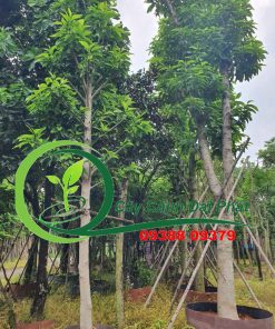 các cây ngọc lan được dâm ủ kĩ lưỡng tại đại Phát