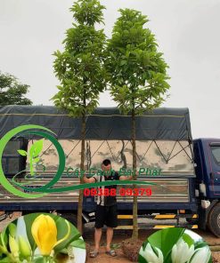 2 cây ngọc lan được khách chọn mua